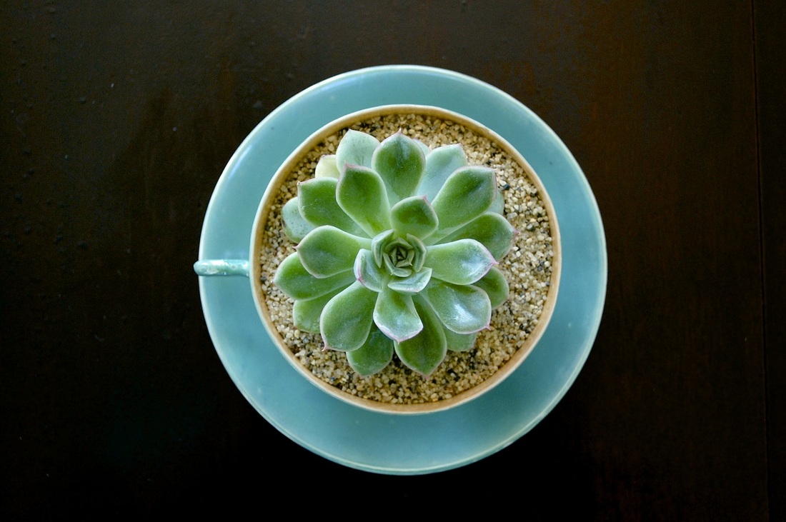 Tea Cup Succulent