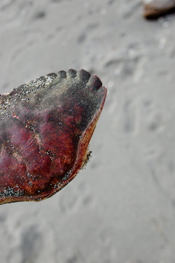Crab shell on beach